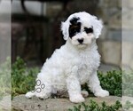 Small #3 Cavapoo (Miniature)
