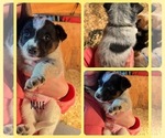 Puppy Yellow Collar Australian Cattle Dog