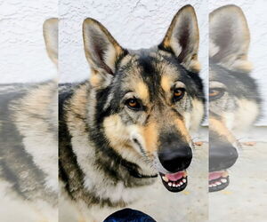 Siberian Husky-Unknown Mix Dogs for adoption in Fallbrook, CA, USA