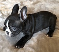 Small Photo #8 French Bulldog Puppy For Sale in CHARLESTON, SC, USA