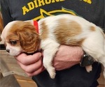 Small Photo #9 Cavalier King Charles Spaniel Puppy For Sale in BOONVILLE, NY, USA