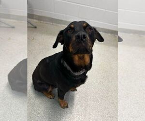 Abby - Female Rottweiler-Unknown Mix Dog for Adoption - Photo #14