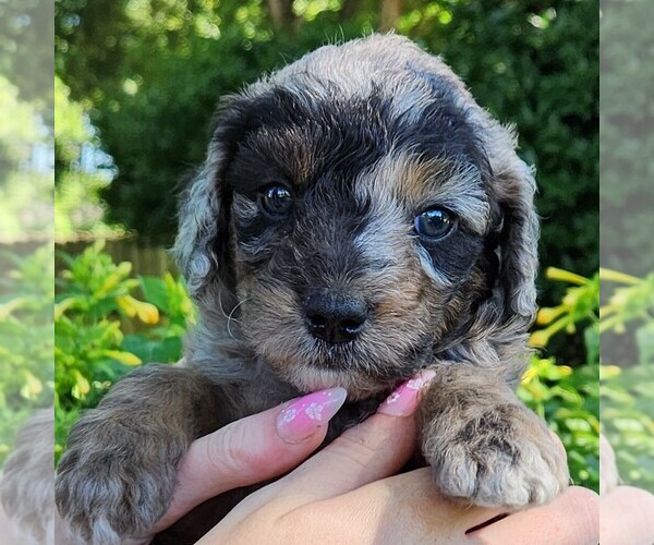 Medium Photo #1 Aussiedoodle Miniature  Puppy For Sale in COLUMBIA, TN, USA