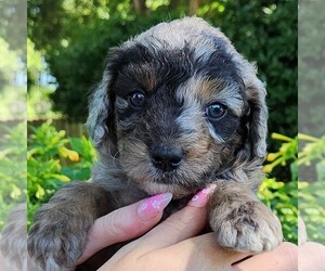 Aussiedoodle Miniature  Puppy for sale in COLUMBIA, TN, USA