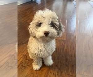 Doodle-Poodle (Toy) Mix Puppy for sale in WESLEY CHAPEL, FL, USA