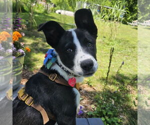 Huskies -Unknown Mix Dogs for adoption in Fargo, ND, USA