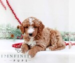 Small #2 Goldendoodle (Miniature)