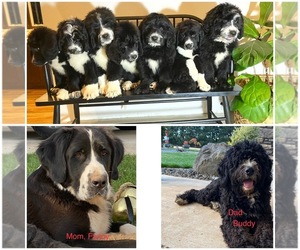 Bernedoodle-Saint Berdoodle Mix Puppy for Sale in LA CENTER, Washington USA