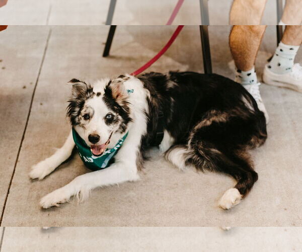 Medium Photo #2 Collie-Unknown Mix Puppy For Sale in St. Cloud, MN, USA