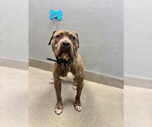 Mutt Dogs for adoption in Las Vegas, NV, USA