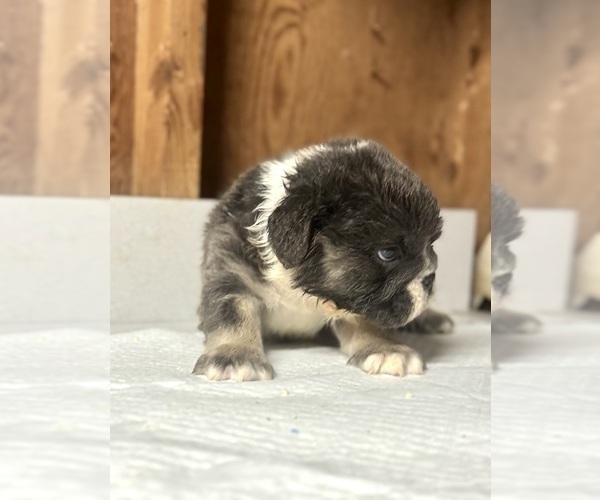Medium Photo #10 English Bulldog Puppy For Sale in TALLAHASSEE, FL, USA