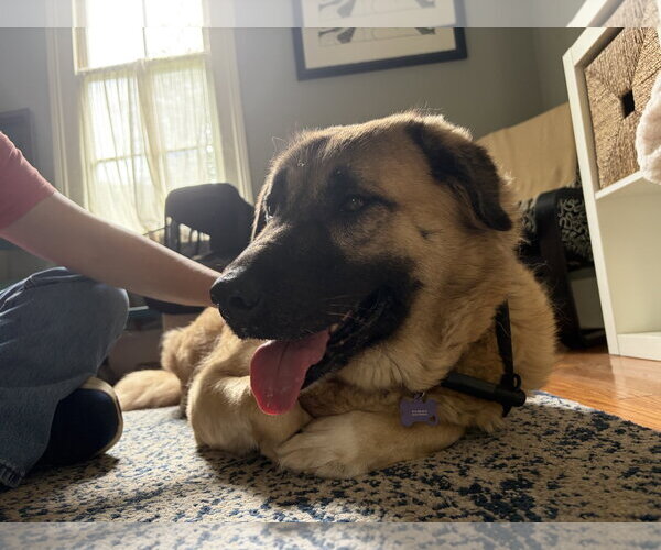 Medium Photo #4 German Shepherd Dog Puppy For Sale in Rocky Point, NC, USA