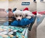 Small #1 Great Pyrenees
