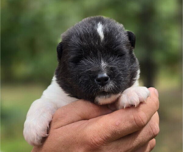 Medium Photo #4 Akita Puppy For Sale in STRAFFORD, MO, USA
