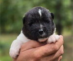 Small #3 Akita