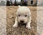 Small Photo #2 Maremma Sheepdog Puppy For Sale in LECOMPTON, KS, USA