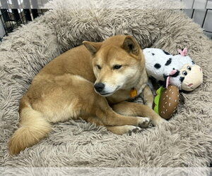 Skor - Male Shiba Inu Dog for Adoption - Photo #3