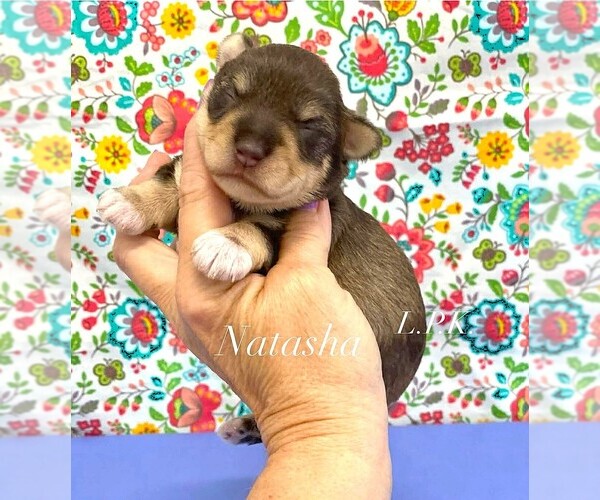 Medium Photo #1 Schnauzer (Miniature) Puppy For Sale in WINNSBORO, LA, USA