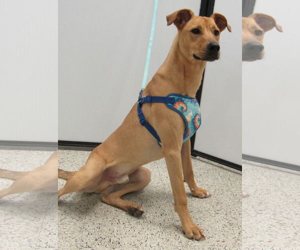 Medium Photo #3 Unknown-Whippet Mix Puppy For Sale in Conroe, TX, USA
