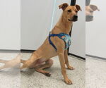 Small #2 Whippet Mix