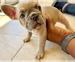 Small Photo #5 French Bulldog Puppy For Sale in SMYRNA, GA, USA