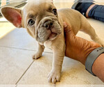 Small #4 French Bulldog