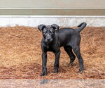 Small #2 Labrador Retriever Mix