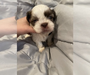 Shih Tzu Puppy for sale in VISALIA, CA, USA