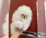 Small #9 Miniature Spitz