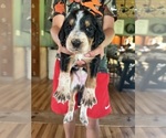 Small Photo #22 Bernedoodle-Bluetick Coonhound Mix Puppy For Sale in RINGTOWN, PA, USA
