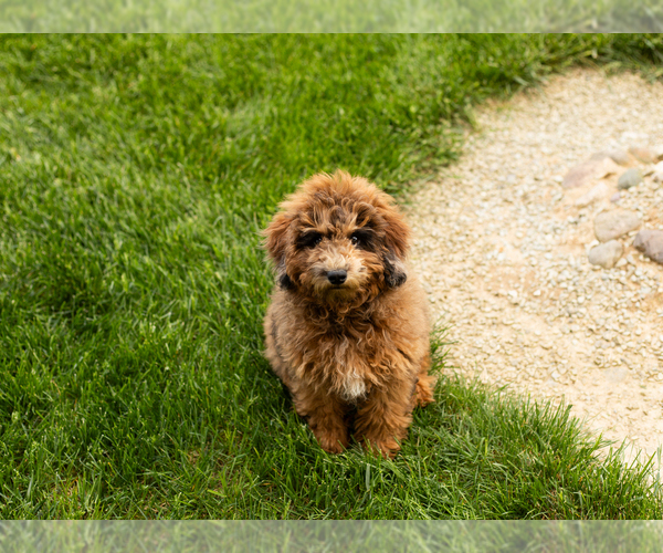 Medium Photo #2 Poodle (Miniature) Puppy For Sale in MILLERSBURG, IN, USA