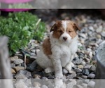 Puppy Leo Pom-A-Poo