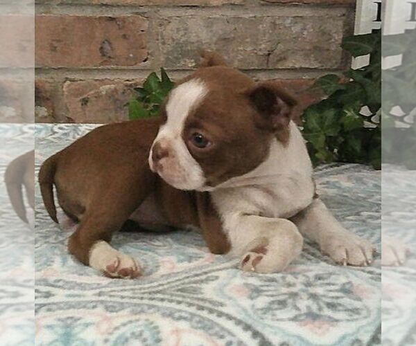 Medium Photo #2 Boston Terrier Puppy For Sale in HOT SPRINGS, SD, USA