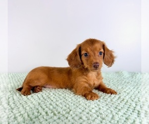 Dachshund Puppy for Sale in GREENFIELD, Indiana USA
