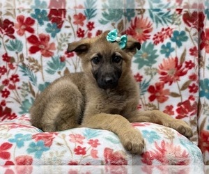 German Shepherd Dog Puppy for sale in LAKELAND, FL, USA