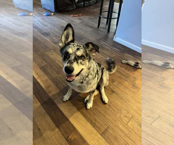 Medium Photo #3 Siberian Husky-Unknown Mix Puppy For Sale in Chandler, AZ, USA