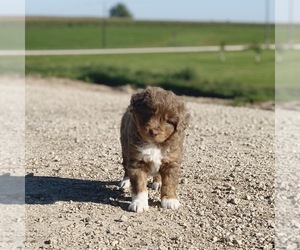 Aussie-Poo Puppy for sale in MAZEPPA, MN, USA