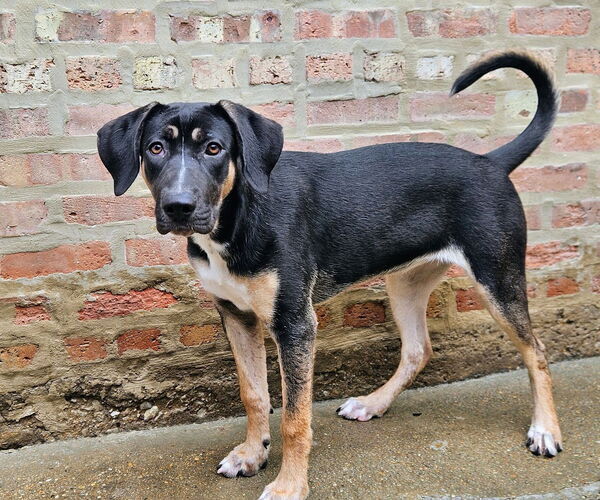 Medium Photo #3 Mutt Puppy For Sale in Chicago, IL, USA