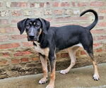 Small #2 Mutt