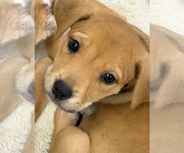 Medium Photo #1 Labrador Retriever-Unknown Mix Puppy For Sale in The Woodlands, TX, USA