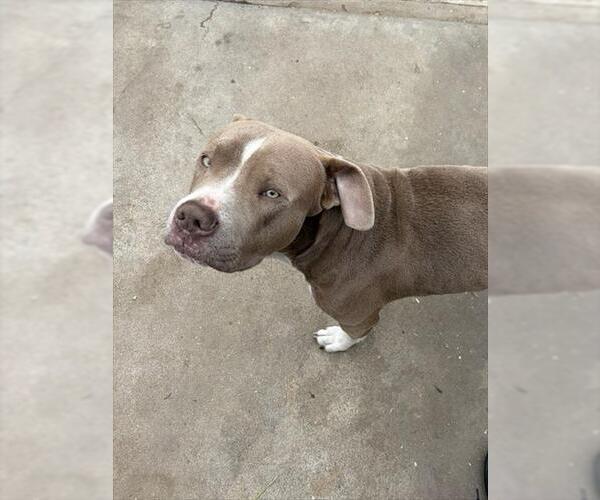 Medium Photo #1 Mutt Puppy For Sale in Camarillo, CA, USA