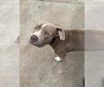 Small Mutt