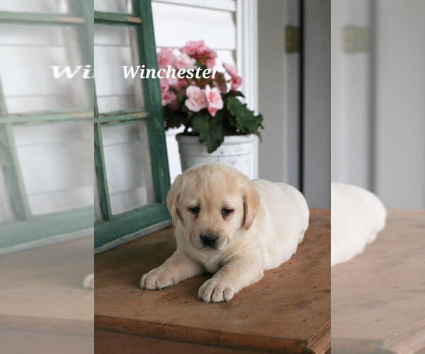 Medium Photo #3 Labrador Retriever Puppy For Sale in STANLEY, NY, USA
