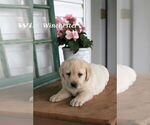 Small Photo #22 Labrador Retriever Puppy For Sale in STANLEY, NY, USA