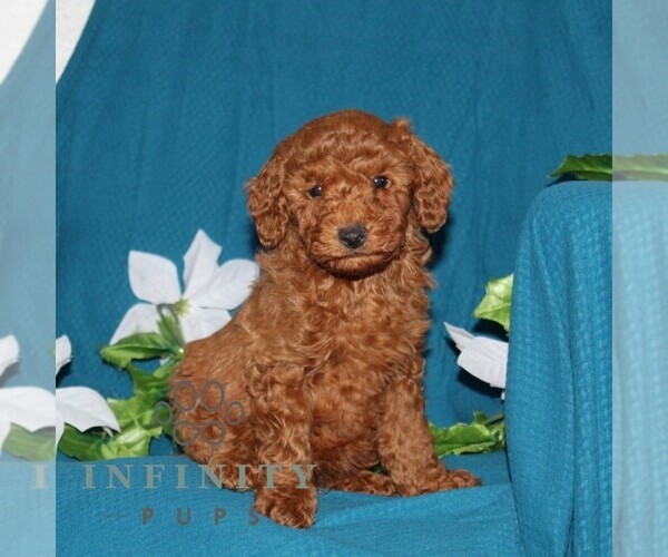 Medium Photo #1 Goldendoodle (Miniature) Puppy For Sale in OXFORD, PA, USA