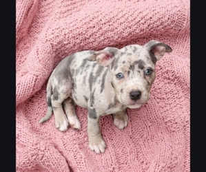 American Bully Puppy for sale in DECATUR, IL, USA