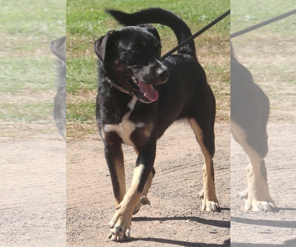 Medium Photo #3 Rottweiler-Unknown Mix Puppy For Sale in Webster, WI, USA