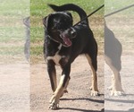 Small #2 Rottweiler Mix