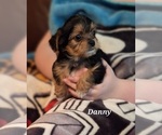 Small Photo #9 Shorkie Tzu Puppy For Sale in SCOTTSDALE, AZ, USA