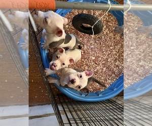 American Bully Puppy for sale in DETROIT, MI, USA